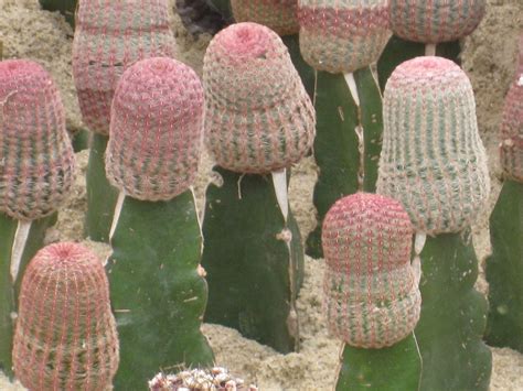 圓柱仙人掌屬|仙人掌科 Cactaceae 